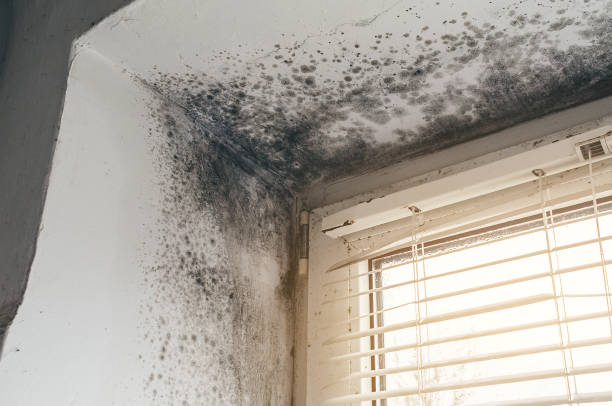 Affordable Mold Remediation solutions in South Pasadena, FL