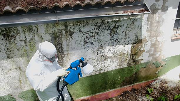 Top rated local Mold Remediation specialists in South Pasadena, FL